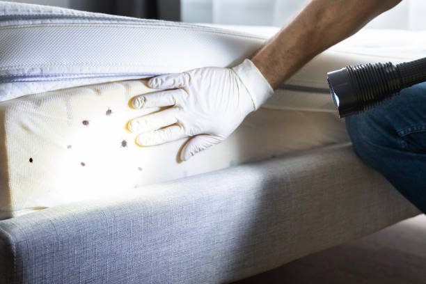 Best Affordable Pest Control Services  in Westminster, CO