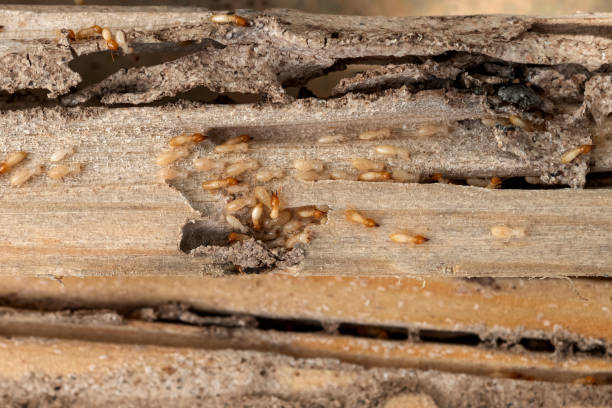 Pest Control for Restaurants in Westminster, CO